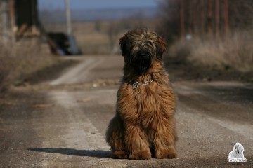 AMBER SHINE Terra Mathei 8 month old