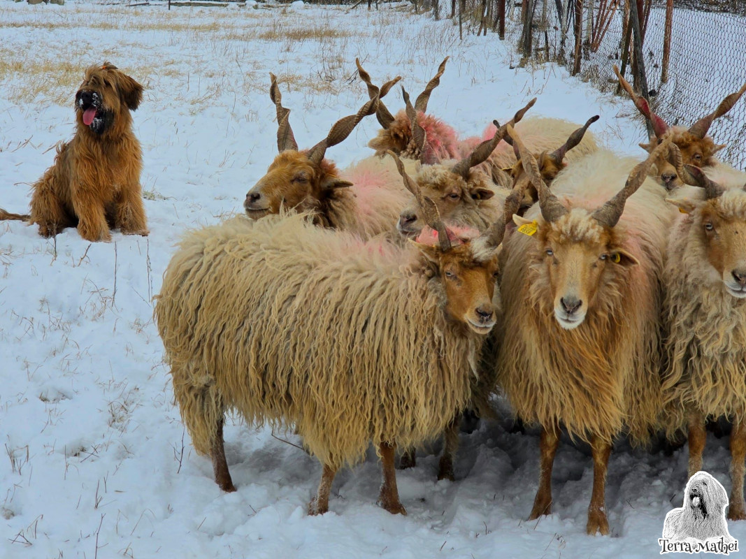 Na našu farmu Terra Mathei pribudli nové racka ovečky.